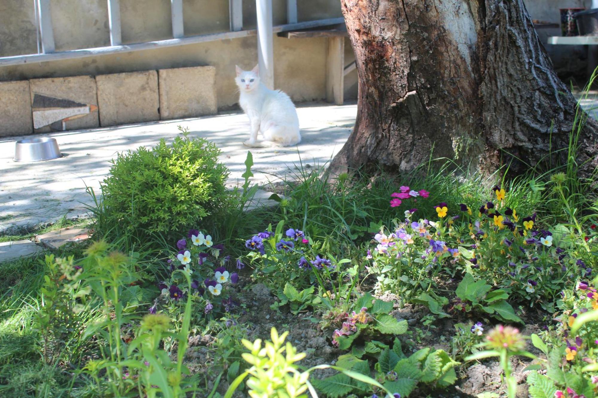 Guesthouse Levani ゴリ エクステリア 写真